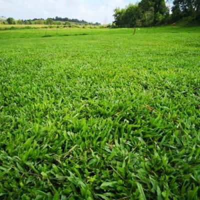 Cow Grass (Local)