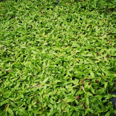 Cow Grass (Thailand)