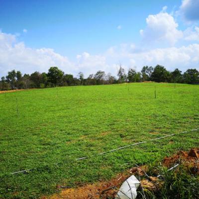 Kebun 1