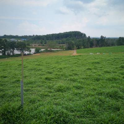 Kebun 3